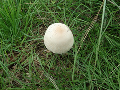 Leucoagaricus leucothites