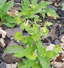 Euphorbia iberica