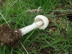 Leucoagaricus leucothites