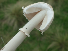 Leucoagaricus leucothites