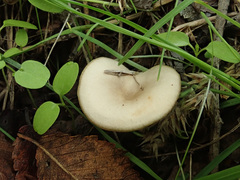Clitocybe