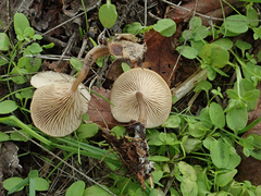 Clitocybe
