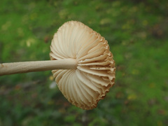 Marasmius oreades