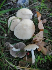Candolleomyces