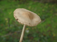 Marasmius oreades