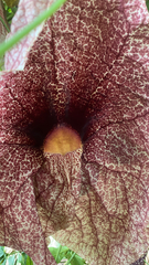 Aristolochia littoralis