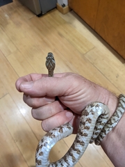 Trimorphodon lyrophanes