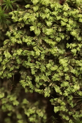 Plagiochila