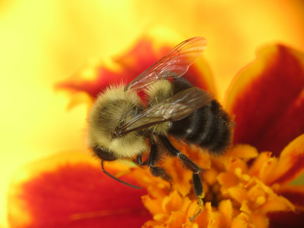 Common Eastern Bumble Bee from Rockford, IL, USA on October 05, 2022 at ...