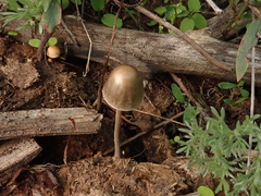 Panaeolus papilionaceus