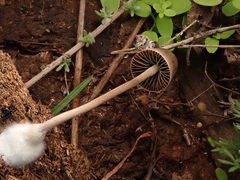 Panaeolus papilionaceus