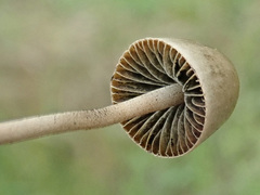 Panaeolus papilionaceus