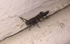 Trilophidia annulata