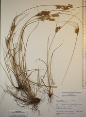 Cyperus schweinitzii