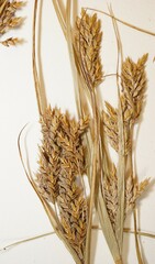 Cyperus schweinitzii