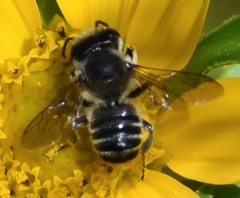 Megachile mendica
