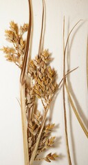 Cyperus schweinitzii