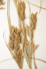 Cyperus schweinitzii