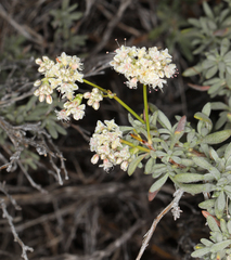 Eriogonum wrightii var. wrightii