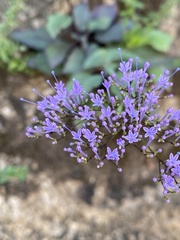 Trachelium caeruleum