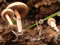 Conocybe coprophila