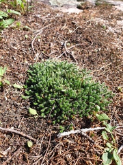 Selaginella rupestris