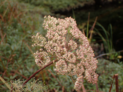 Angelica genuflexa