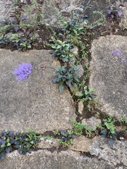 Trachelium caeruleum