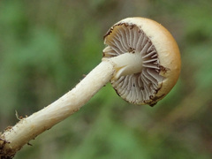 Protostropharia semiglobata
