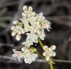 Eriogonum wrightii wrightii