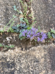 Trachelium caeruleum