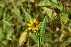Megachile mendica