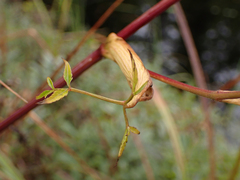 Angelica genuflexa
