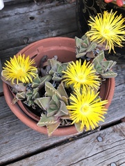Faucaria