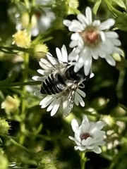 Megachilini
