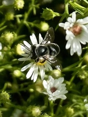 Megachilini