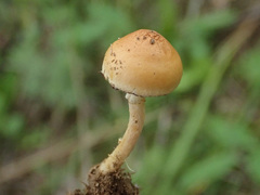 Protostropharia semiglobata