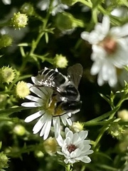 Megachilini