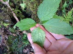 Verbena urticifolia