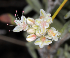 Eriogonum wrightii wrightii