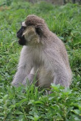 Chlorocebus tantalus