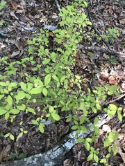 Forestiera ligustrina