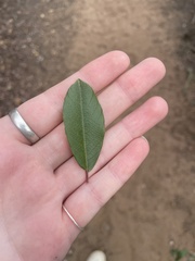 Frangula californica
