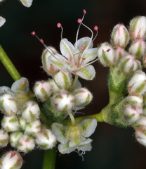 Eriogonum wrightii wrightii