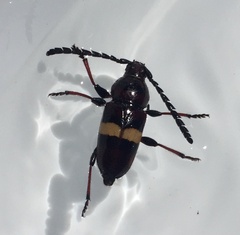 Lissonotus flavocinctus