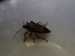Pinthaeus sanguinipes