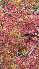 Sphagnum magellanicum