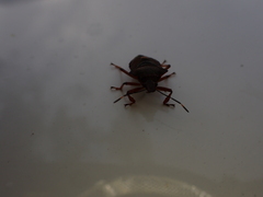 Pinthaeus sanguinipes