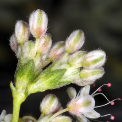 Eriogonum wrightii wrightii
