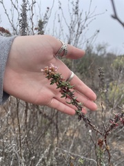 Eriogonum parvifolium